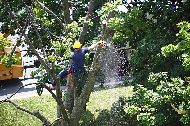 How Our Tree Care Process Works  in  Crystal Lawns, IL